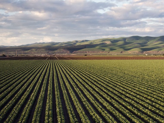 Fertilizantes foliares según suelo
